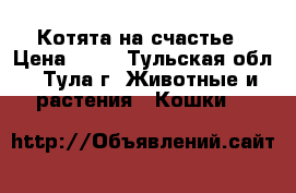 Котята на счастье › Цена ­ 50 - Тульская обл., Тула г. Животные и растения » Кошки   